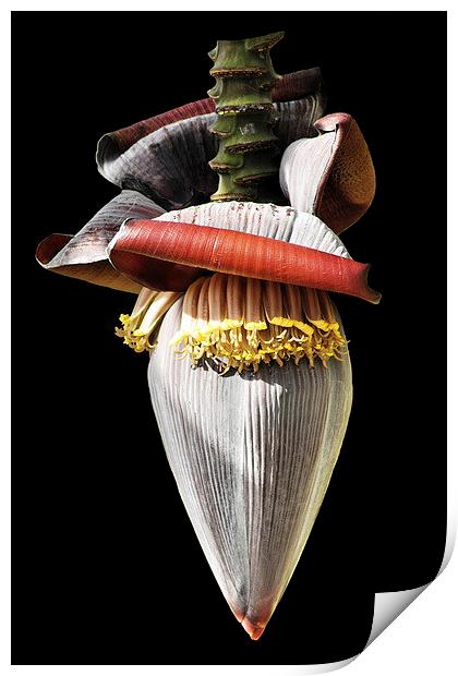 Banana Flower Print by Jacqueline Burrell