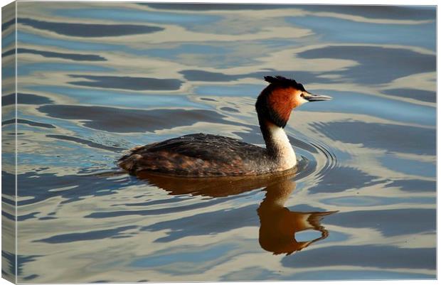 Great Crested Grebe  (Podiceps Cristatus) Canvas Print by Jason Moss