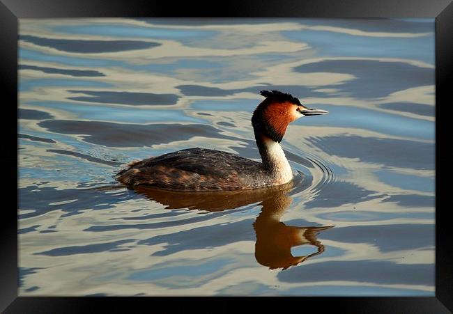 Great Crested Grebe  (Podiceps Cristatus) Framed Print by Jason Moss