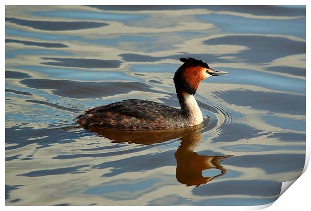 Great Crested Grebe  (Podiceps Cristatus) Print by Jason Moss