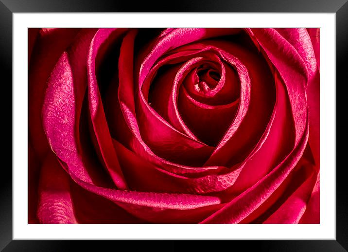 Red Rose Framed Mounted Print by Dave Hudspeth Landscape Photography