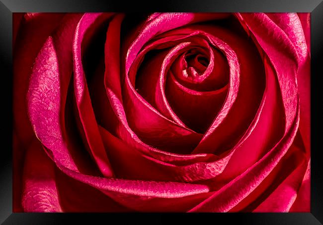 Red Rose Framed Print by Dave Hudspeth Landscape Photography