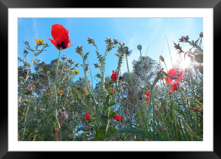 Poppies & wild flowers Framed Mounted Print by Adrian Wilkinson