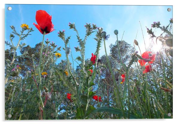Poppies & wild flowers Acrylic by Adrian Wilkinson