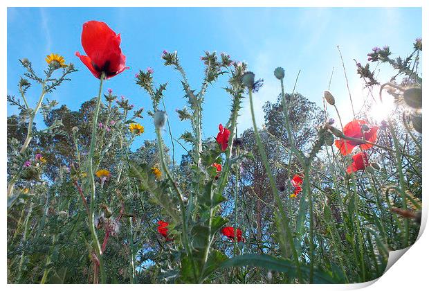 Poppies & wild flowers Print by Adrian Wilkinson