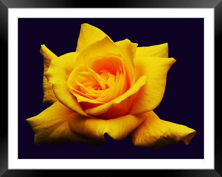 Yellow Rose Framed Mounted Print by james balzano, jr.