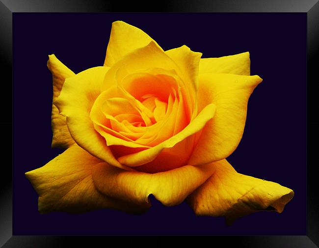 Yellow Rose Framed Print by james balzano, jr.