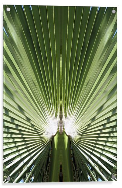 Palm leaf Acrylic by Ruth Hallam