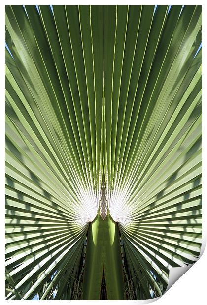 Palm leaf Print by Ruth Hallam