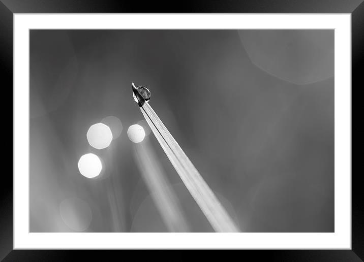 Dewdrop on Blade of Grass with Sparkle - Black and Framed Mounted Print by Natalie Kinnear