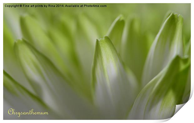 Chrysanthemum Print by Fine art by Rina