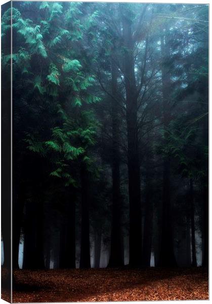 Amoungst the trees Canvas Print by Chris Manfield