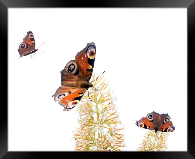 Butterflies Framed Print by Victor Burnside
