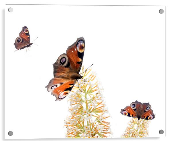 Butterflies Acrylic by Victor Burnside