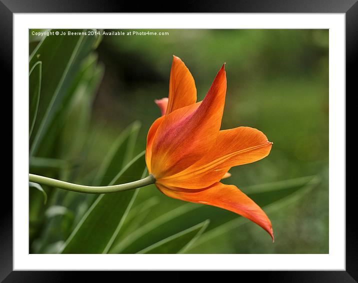 orange tulip Framed Mounted Print by Jo Beerens
