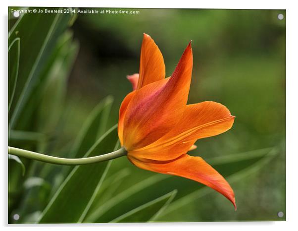 orange tulip Acrylic by Jo Beerens