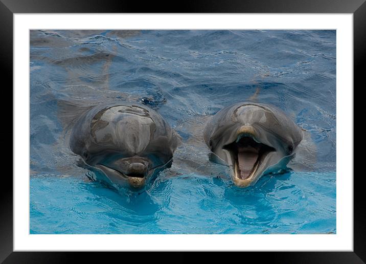 Laughing Dolphins Framed Mounted Print by Peter West