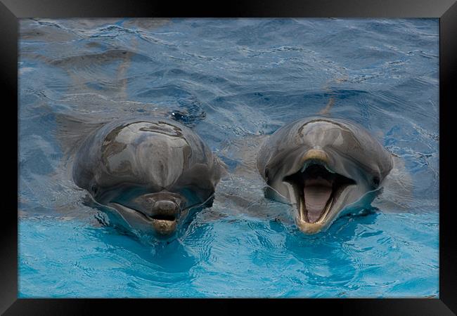 Laughing Dolphins Framed Print by Peter West