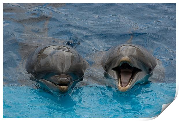 Laughing Dolphins Print by Peter West