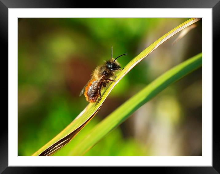 Baby bug Framed Mounted Print by michelle whitebrook