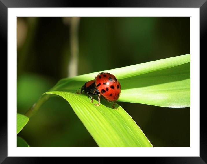 Love Bug Framed Mounted Print by michelle whitebrook