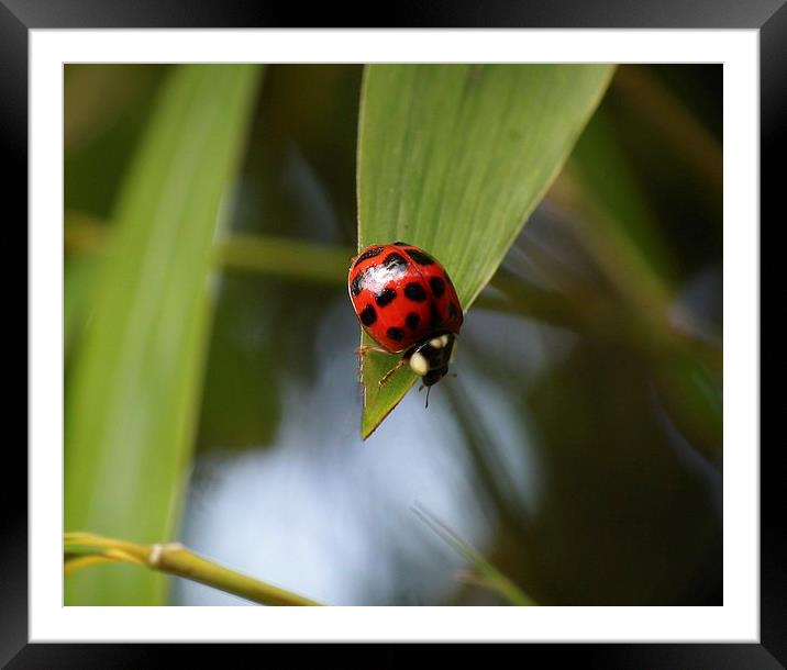 Hanging around Framed Mounted Print by michelle whitebrook