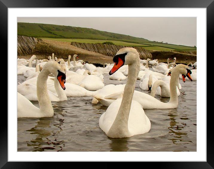 Swannery Abbotsbury Framed Mounted Print by Harry Hadders