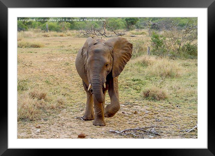 Kruger National Park Framed Mounted Print by colin chalkley