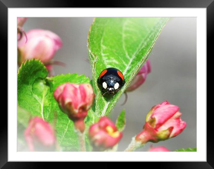 2 Spot Ladybird Framed Mounted Print by michelle whitebrook