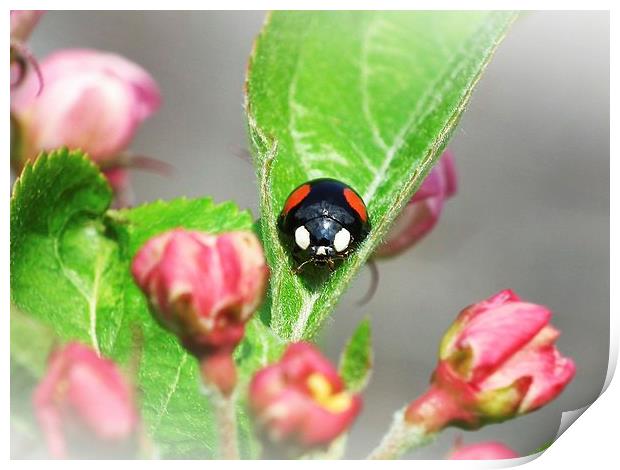 2 Spot Ladybird Print by michelle whitebrook