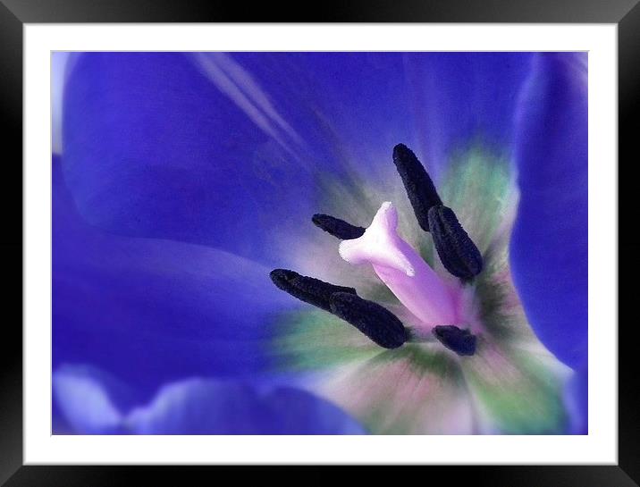 Tulip Up Close Framed Mounted Print by michelle whitebrook