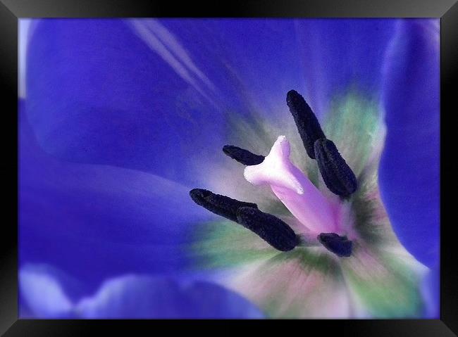 Tulip Up Close Framed Print by michelle whitebrook