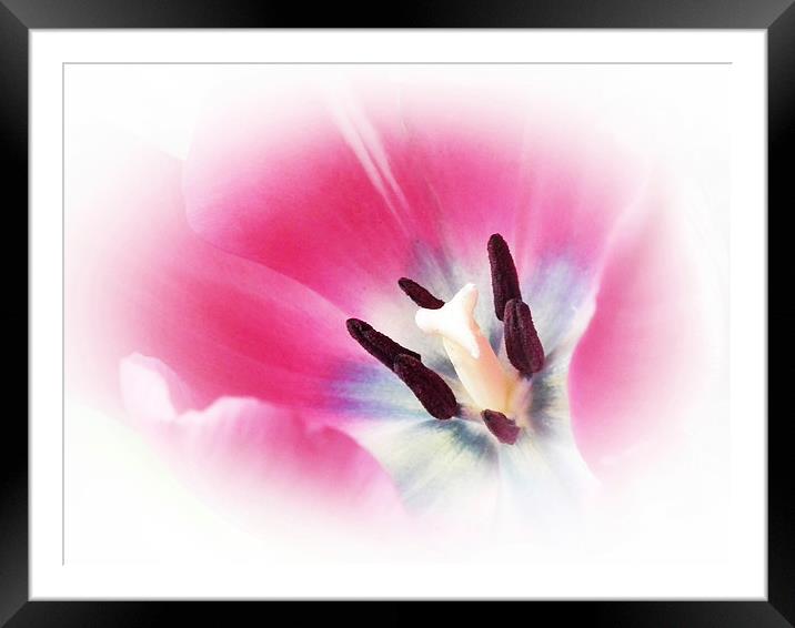 Soft Tulip Framed Mounted Print by michelle whitebrook