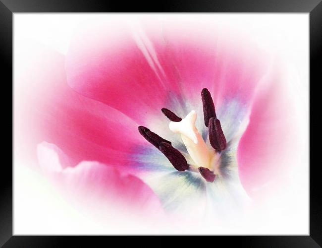 Soft Tulip Framed Print by michelle whitebrook
