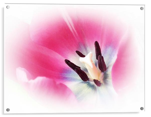 Soft Tulip Acrylic by michelle whitebrook