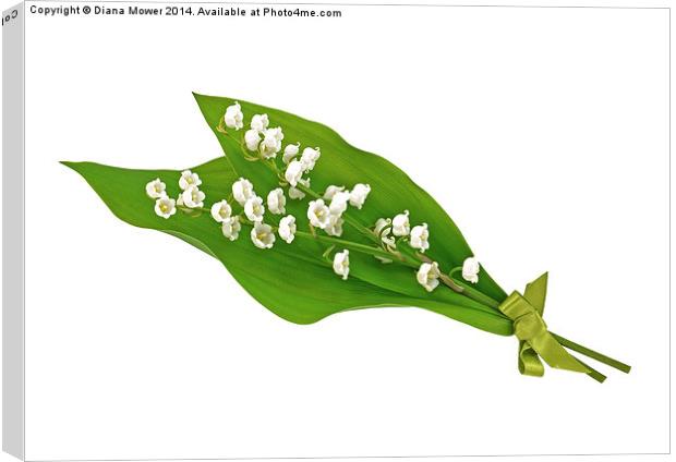 Lily of the Valley Canvas Print by Diana Mower