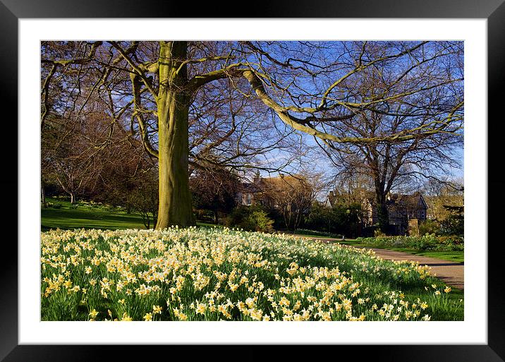 Sheffield Botanical Gardens in Spring Framed Mounted Print by Darren Galpin