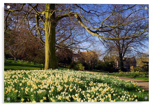 Sheffield Botanical Gardens in Spring Acrylic by Darren Galpin