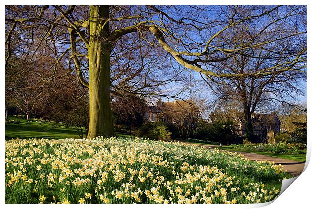 Sheffield Botanical Gardens in Spring Print by Darren Galpin