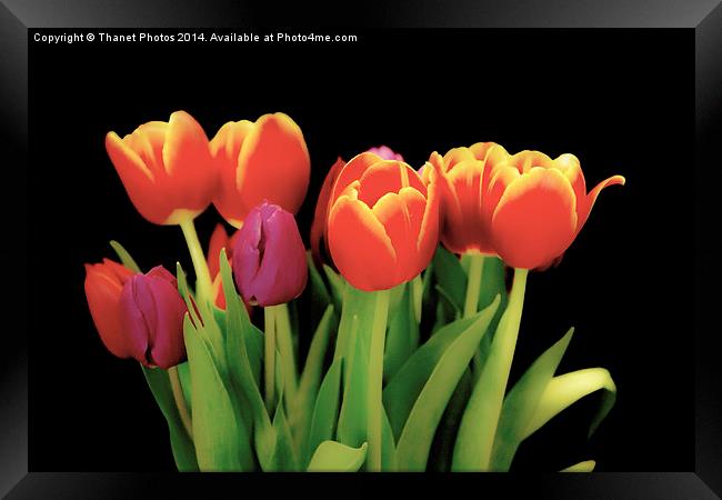 Beautiful Tulips Framed Print by Thanet Photos