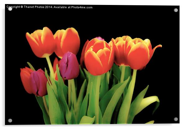 Beautiful Tulips Acrylic by Thanet Photos
