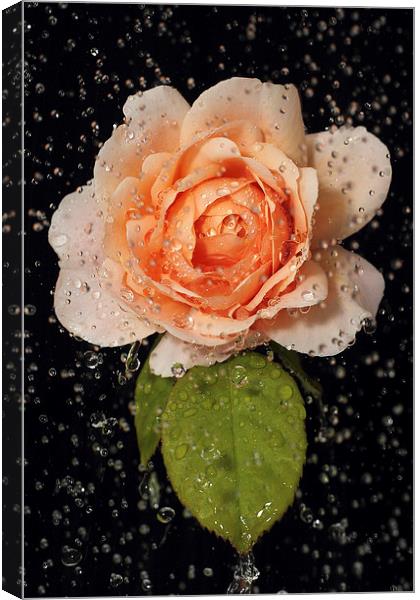 Rose shower Canvas Print by Martin Collins