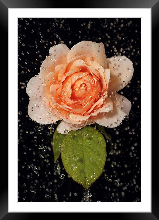 Rose shower Framed Mounted Print by Martin Collins