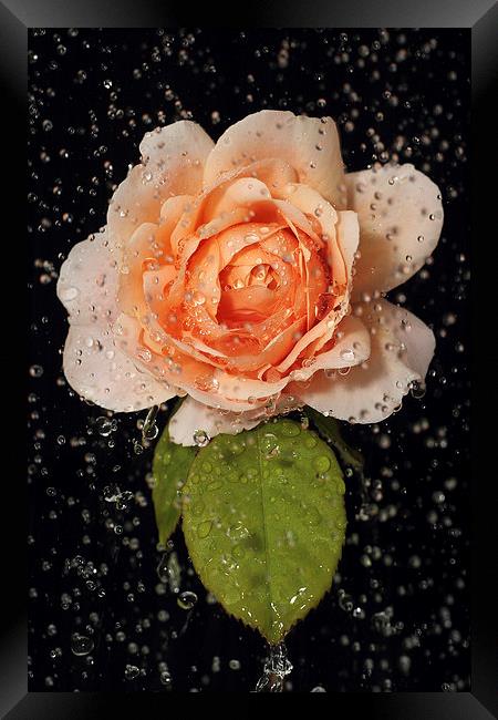 Rose shower Framed Print by Martin Collins