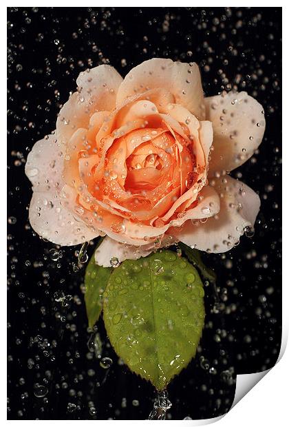 Rose shower Print by Martin Collins