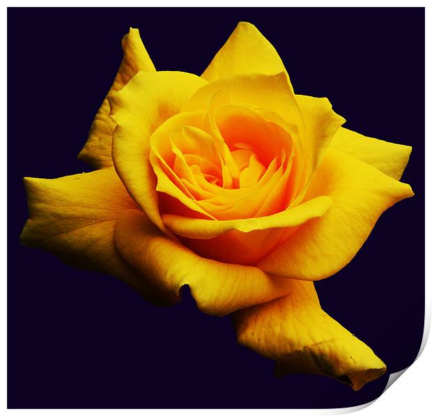 Yellow Rose Print by james balzano, jr.