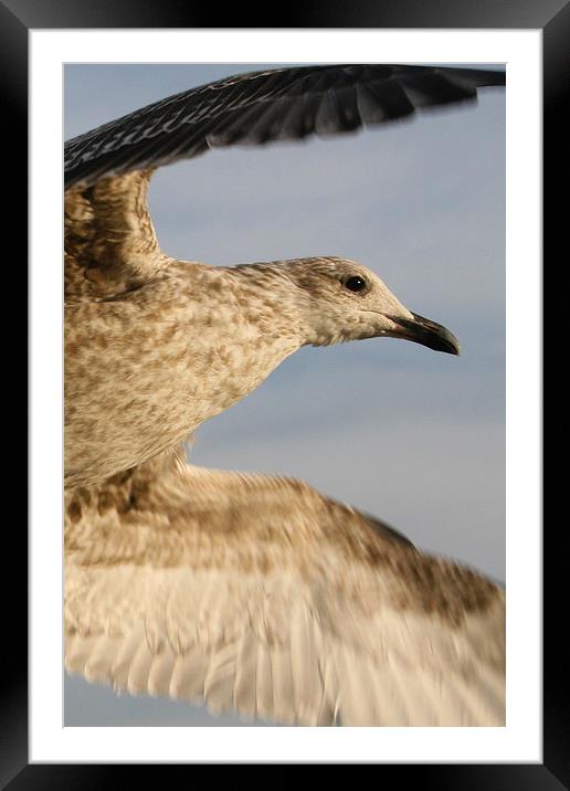 Herring Gull takes flight Framed Mounted Print by Martin Collins