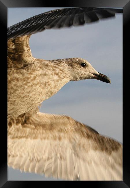 Herring Gull takes flight Framed Print by Martin Collins