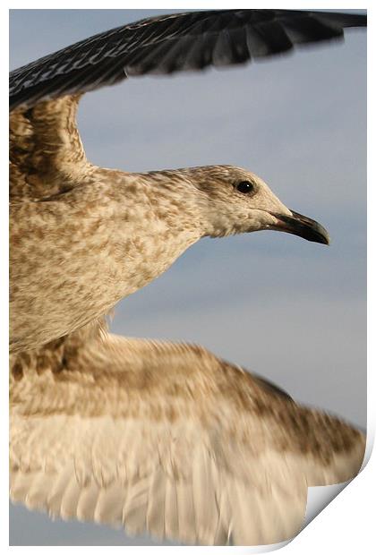 Herring Gull takes flight Print by Martin Collins