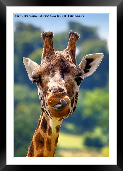 Rothschild Giraffe  Framed Mounted Print by Andrew Harker